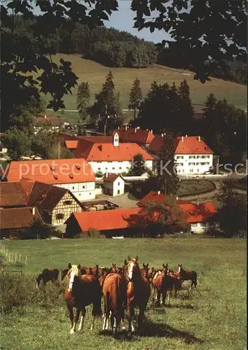 Marbach Gomadingen Pferd  Kat. Gomadingen