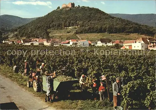 Neustadt Weinstrasse Weinlese mit Hambacher Schloss Kat. Neustadt an der Weinstr.