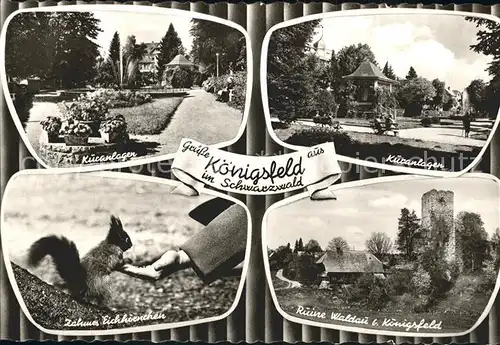 Koenigsfeld Schwarzwald Kuranlagen Zames Eichhoernchen Ruine Waldau Kat. Koenigsfeld im Schwarzwald
