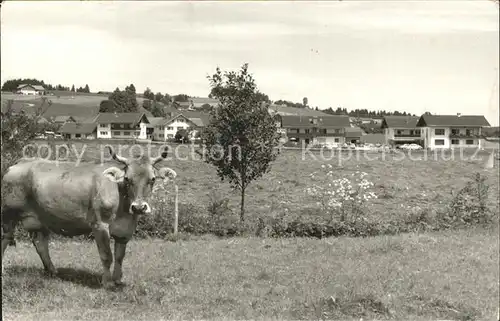 Immenstadt Allgaeu mit Kuh auf der Weide Kat. Immenstadt i.Allgaeu