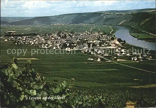 Leiwen Bernkastel Wittlich Mosel Panorama Kat. Neumagen Dhron