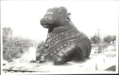 Mysore Chamundi Bull Kat. Mysore