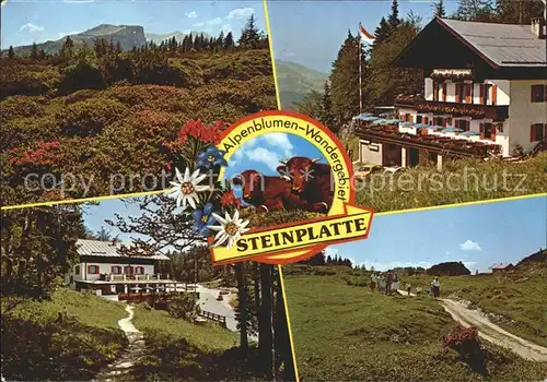 Waidring Tirol Alpengasthof Steinplatte  Kat. Waidring