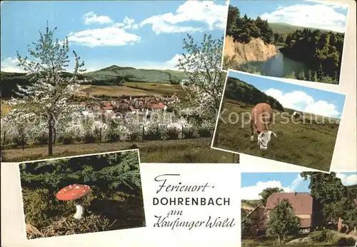 Dohrenbach Kuehe Pilz Kat. Witzenhausen