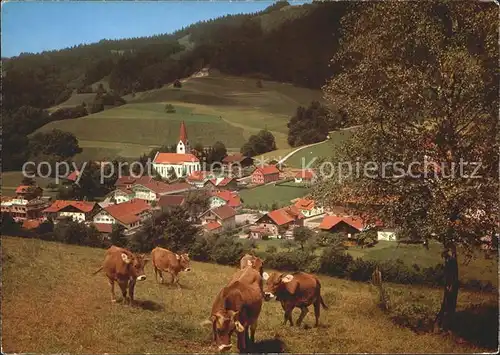 Wengen Kempten Allgaeu Kuehe  Kat. Weitnau