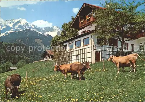 Garmisch Partenkirchen Fruehling auf der Pfeiffer Alm Kuehe Kat. Garmisch Partenkirchen