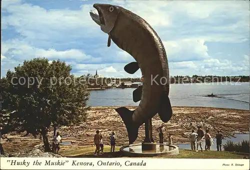Kenora Husky the Muskie World s Largest Fish McLeods Park Lake of the Woods area Kat. Kenora