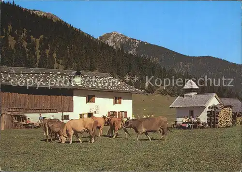 Partenkirchen Esterbergalm Kuehe Kat. Garmisch Partenkirchen