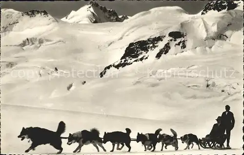 Jungfraujoch Schlittenhunde Kat. Jungfrau