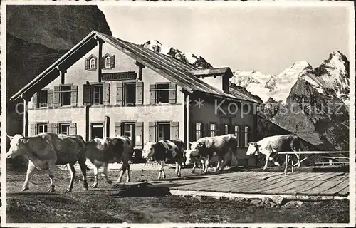Grosse Scheidegg Berhausterrasse Kuehe mit Eiger Kat. Scheidegg Grosse