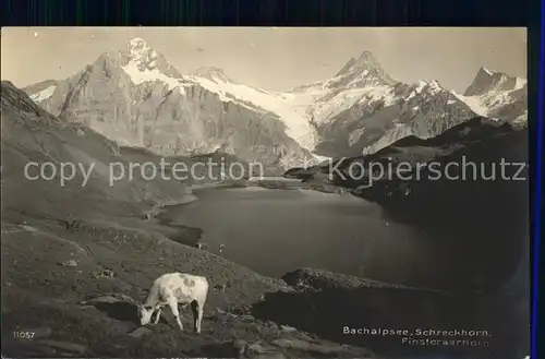 Bachalpsee mit Schreckhorn Finteraarhorn Kuh Kat. Grindelwald