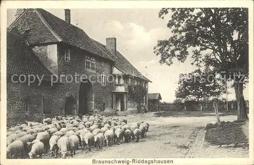 Riddagshausen Schafherde Gebaeude Kat. Braunschweig