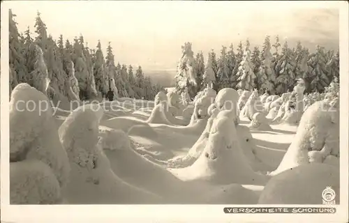 Oberwiesenthal Erzgebirge Verschneite Schonung Winterimpressionen Kat. Oberwiesenthal