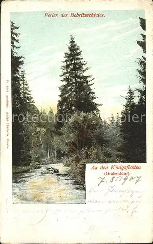 Bobritzsch Koenigsfichten im Bobritzschtal Kat. Bobritzsch