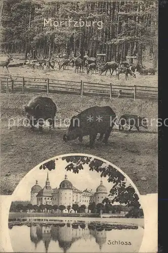 Moritzburg Sachsen Wildpark Schloss Kat. Moritzburg Dresden