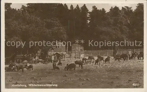 Moritzburg Sachsen Wildschweinfuetterung Kat. Moritzburg Dresden