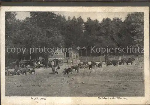 Moritzburg Sachsen Wildschweinfuetterung Kat. Moritzburg Dresden