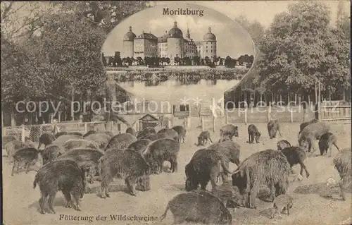 Moritzburg Sachsen Wildschweinfuetterung Kat. Moritzburg Dresden