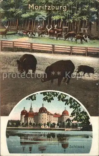 Moritzburg Sachsen Wildschwein  und Hirschgehege Schloss Kat. Moritzburg Dresden