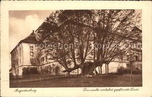 Augustusburg Verkehrt gepflanzte Linde Kat. Augustusburg