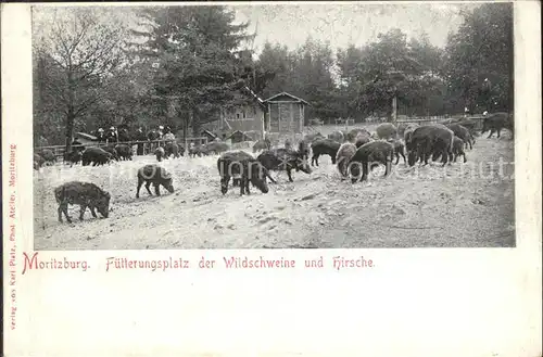 Moritzburg Sachsen Fuetterungsplatz der Wildschweine und Hirsche Kat. Moritzburg Dresden
