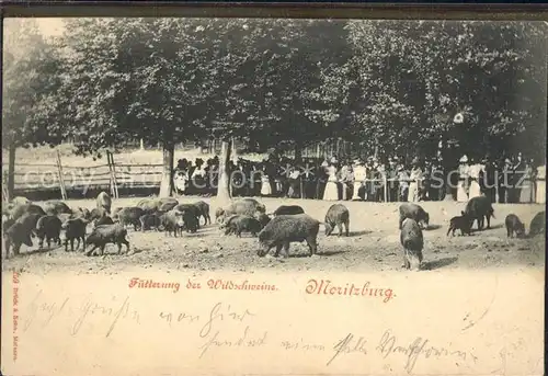 Moritzburg Sachsen Fuetterung der Wildschweine  Kat. Moritzburg Dresden