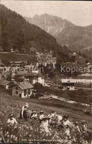 Les Avants Saison des Narcisses Fruehling Narzissen Alpen Kat. Les Avants