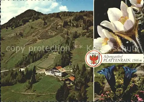 Arzl Pitztal Alpengasthof Plattenrain Alpenflora Enzian Kat. Arzl im Pitztal