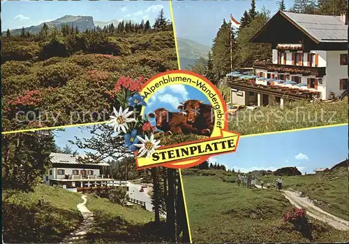 Waidring Tirol Alpengasthof Steinplatte Restaurant Cafe Wandergebiet Alpenflora Kuehe Kat. Waidring