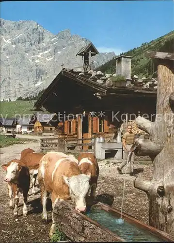 Engalm Almmotiv Rinder Brunnen Kat. Schwaz