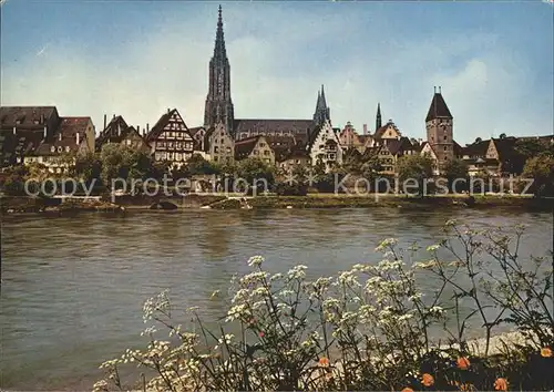 Ulm Donau Donaupartie mit Muenster  Kat. Ulm