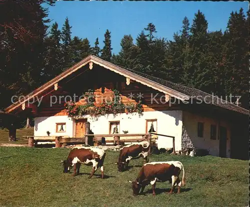 Weissbach Alpenstrasse Reiteralm Kuehe Kat. Schneizlreuth