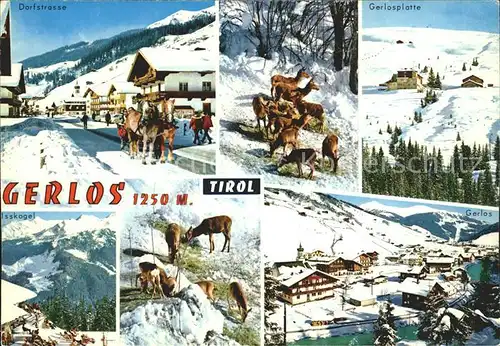 Gerlos Dorfstrasse Gerlosplatte Skigebiet Alpenpanorama Wildfuetterung Kat. Gerlos
