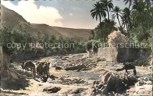 Algiers Camele am Fluss Kat. Algiers