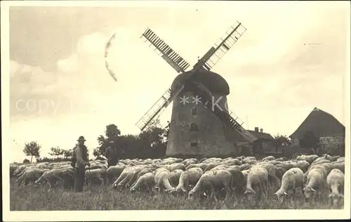 Weimar Thueringen Windmuehle Schafe Schaefer Kat. Weimar