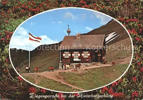 Sillian Tirol Ziegenparade bei der Hinterbergerhuette Kat. Sillian Osttirol