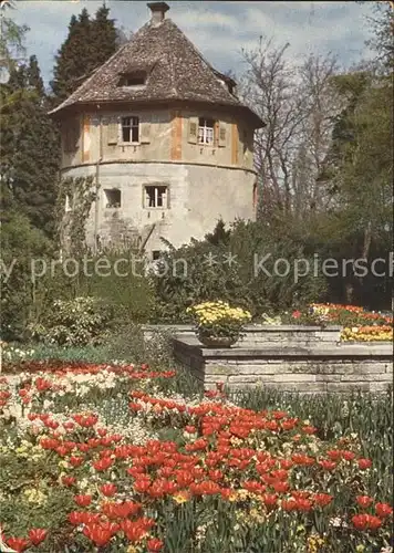 Insel Mainau Tulpen am alten Wehrturm Kat. Konstanz Bodensee