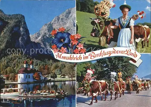 St Bartholomae Almabtrieb ueber dem Koenigsee Kat. Schoenau a.Koenigssee