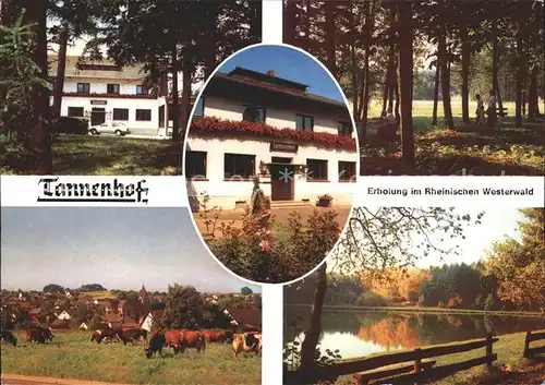 Grossmaischeid Hotel Restaurant Tannenhof Rinderherde See Kat. Grossmaischeid