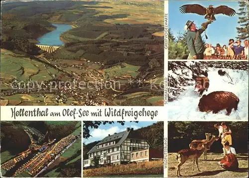 Hellenthal Eifel Olef See Wildfreigehege Greifvogelwarte Schwarzwild  Kat. Hellenthal
