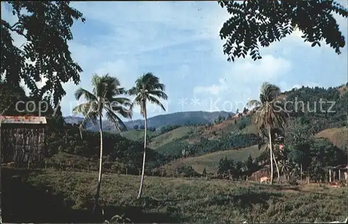 Caguas lush tobacco area Kat. Caguas