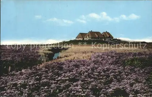 Hallig Nordstrandischmoor Bluehende Hallig Bondestabe Meerstrandswermut Kat. Nordstrand