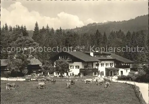 Elmau Gaestehaus Alpengut mit Kuehen Kat. Kruen