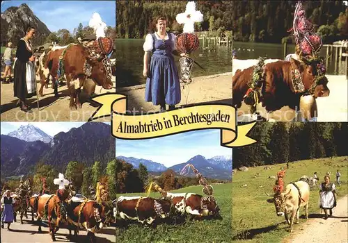 Berchtesgaden Almabtrieb Kat. Berchtesgaden