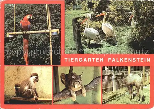 Falkenstein Vogtland Tiergarten Falkenstein Ara Meerkatzen Luchs Junges Kamel Kat. Falkenstein Vogtland