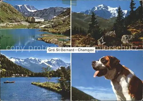 Champex Grd. St. Bernard Chien Kat. Champex