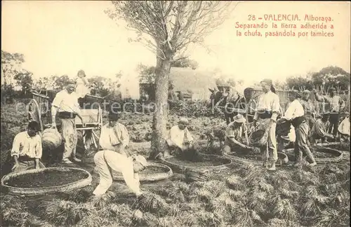 Valencia Valenciana Alboraya Separando la tierra adherida a la chufa pasandola por tamices / Valencia /