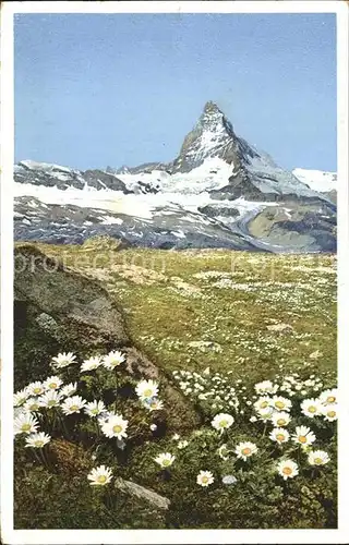 Gornergrat Zermatt Blumenwiese mit Matterhorn Kat. Gornergrat