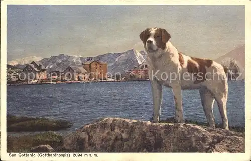 San Gottardo Hospizt und Bernhardiner Hund Kat. San Gottardo