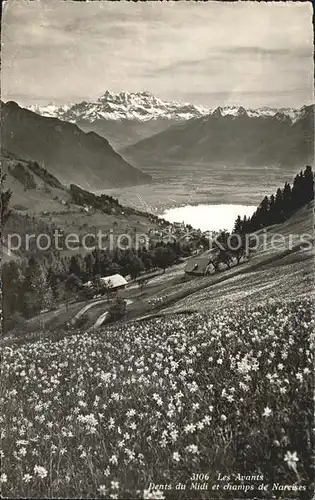 Les Avants Dents du Midi champs de Narcisses Kat. Les Avants